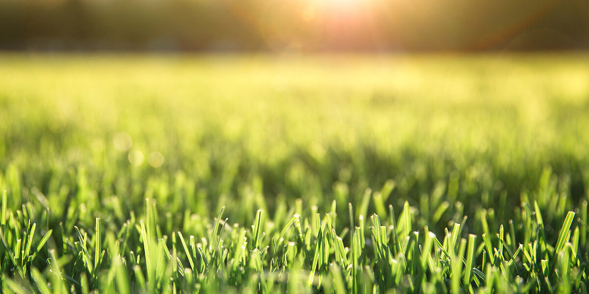 close-up-of-freshly-cutting-grass-on-the-green-law-2021-09-03-14-19-13-utc