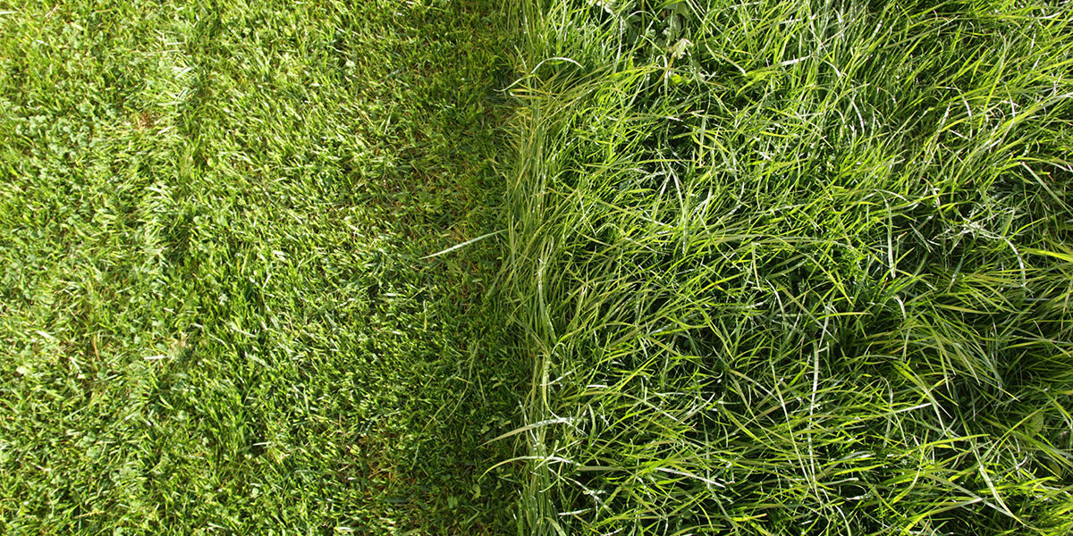 lawn-in-two-2022-11-16-13-37-58-utc