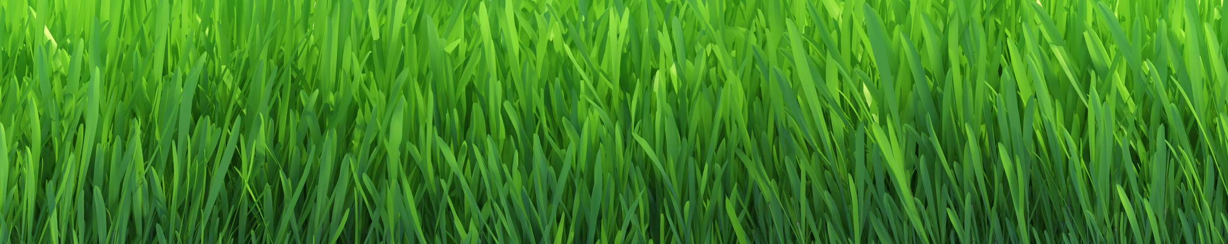 Programme wow d'entretien de pelouse avec gazon vert par Experts Verts